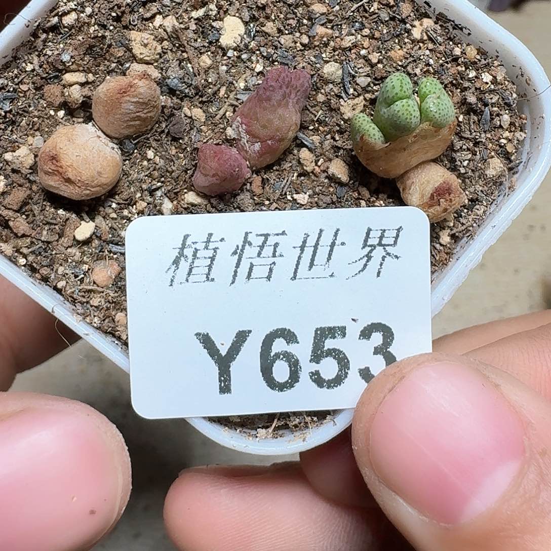 653号多肉植物哇x f