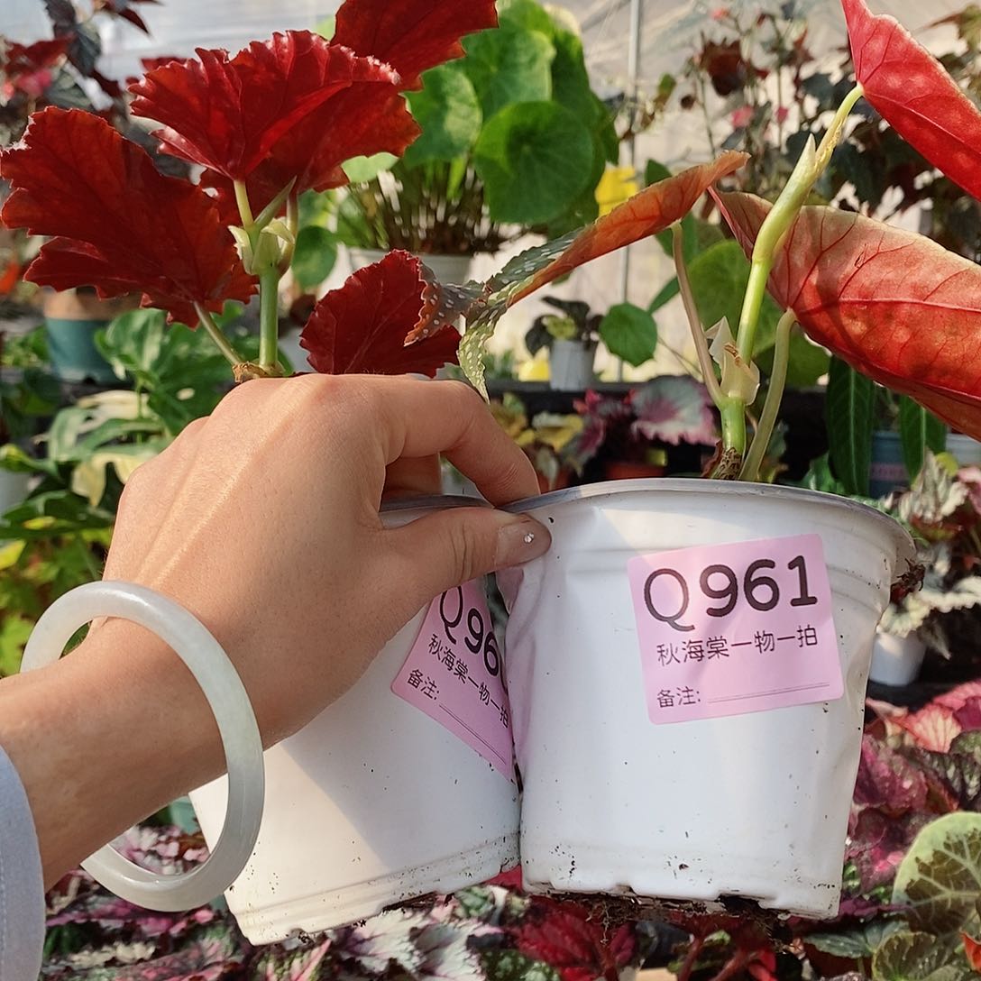 不开花植物多***?秋海棠960 961