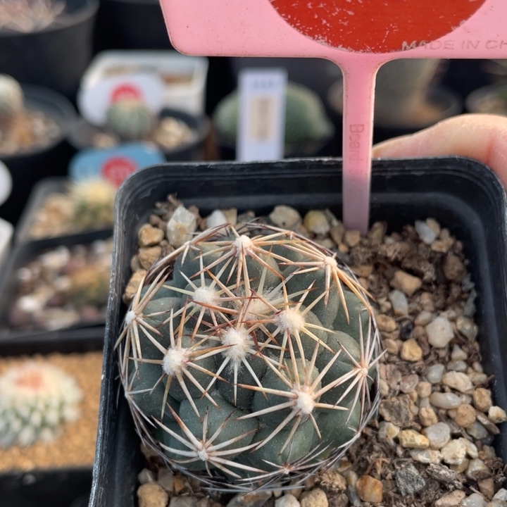 实生顶花040400000