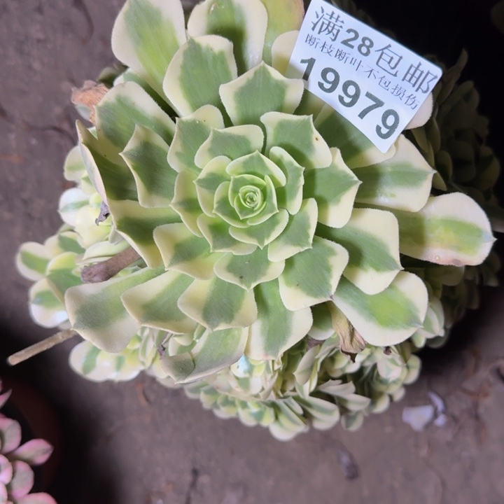 19979绿豆沙多肉植物