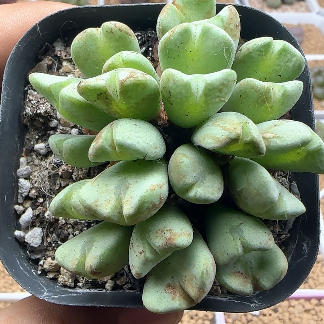 开播福利来啦46886