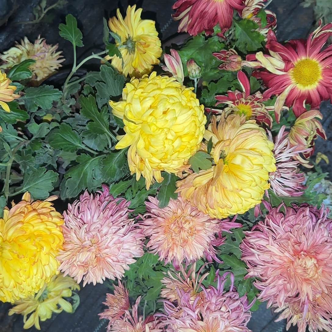全部花朵M00000004