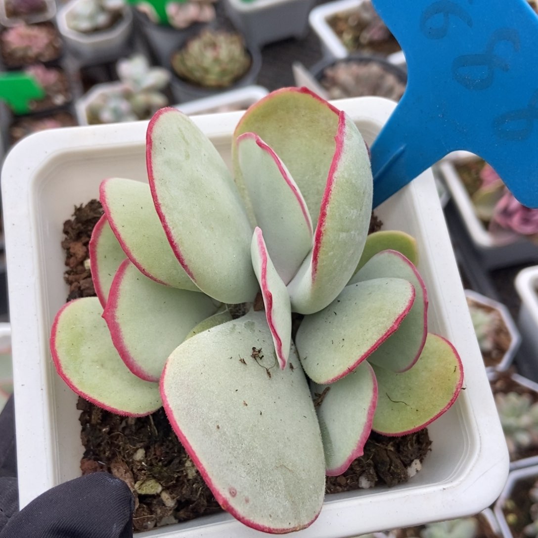 888白眉多肉植物保护