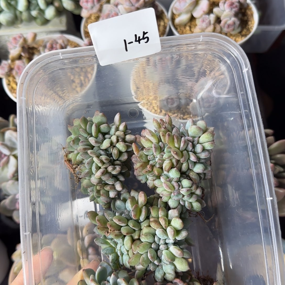 5颗星影缀化一物一拍1-45