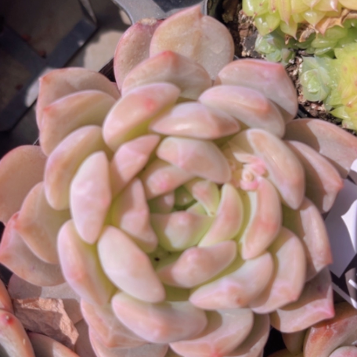 【闪购商品】杂2380