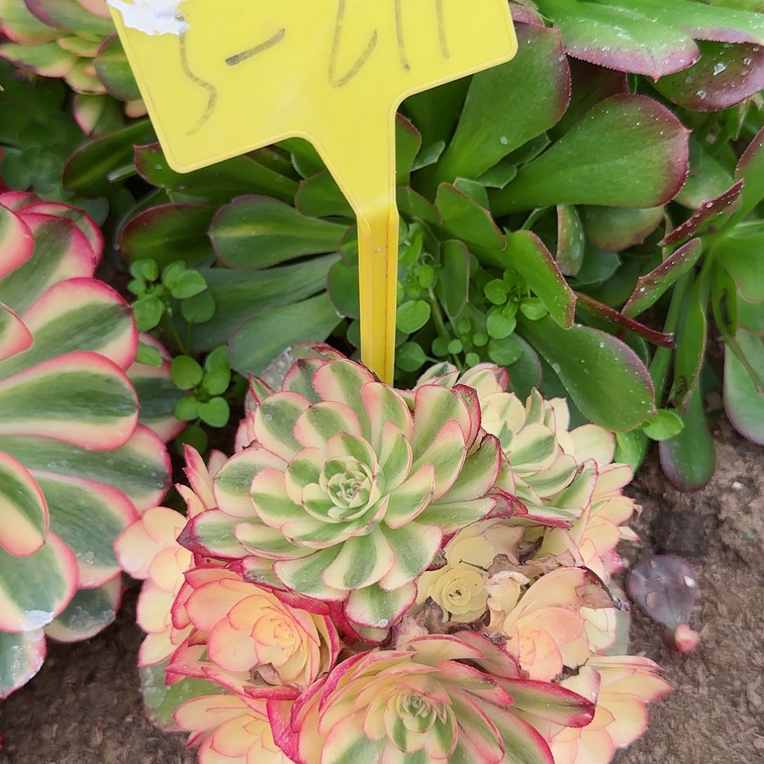 3+211--多头多肉植物