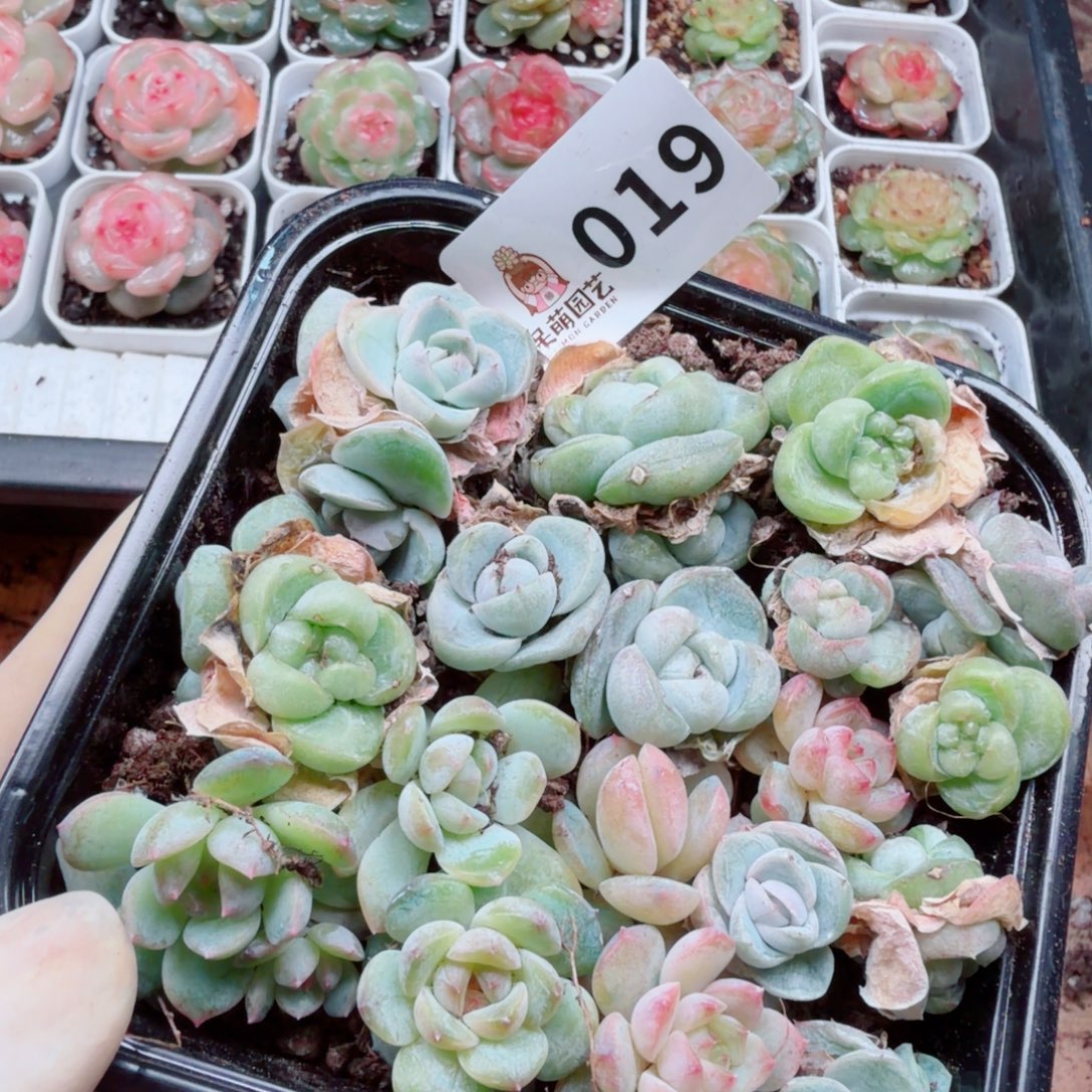 多肉植物多肉植物