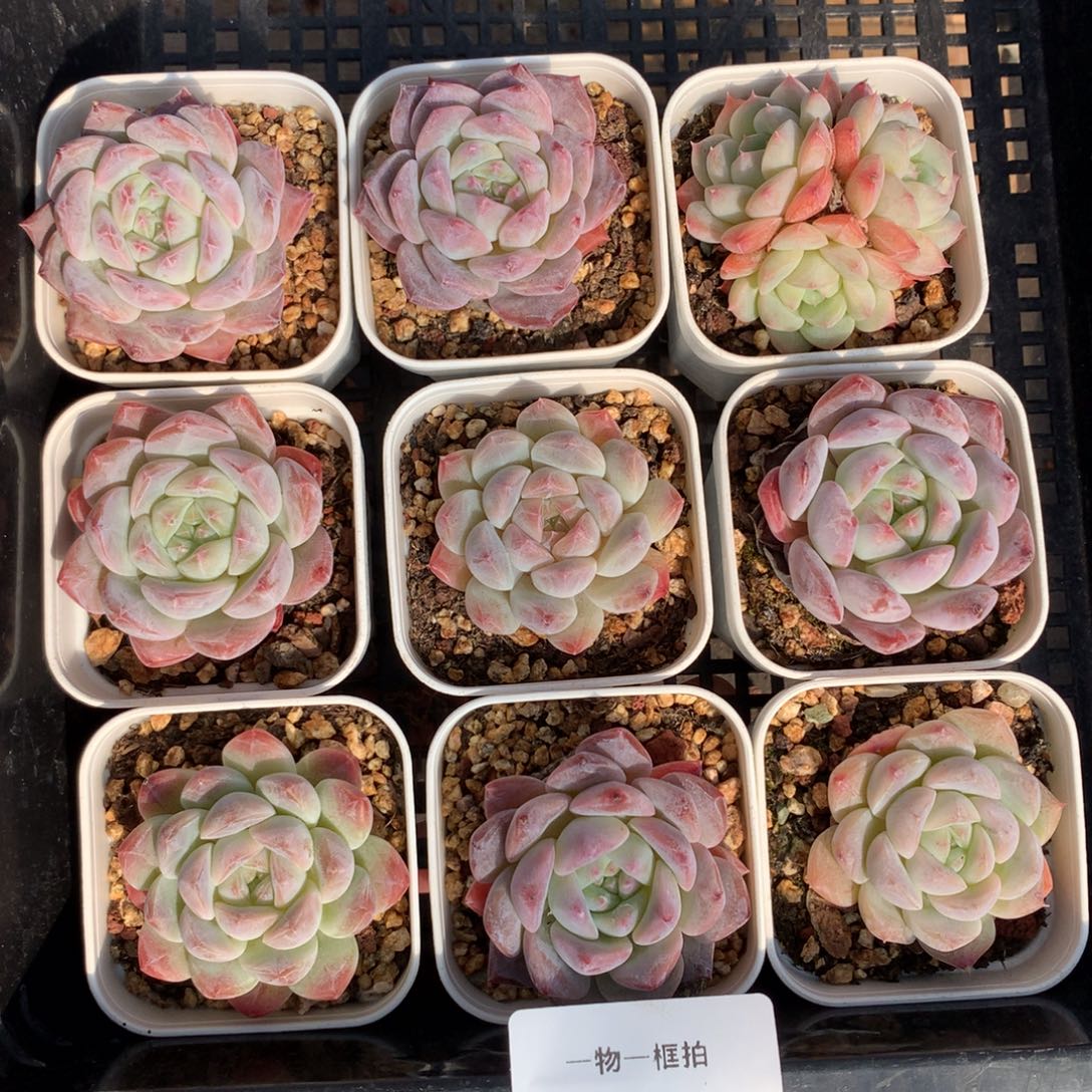 1130-17 套餐一组