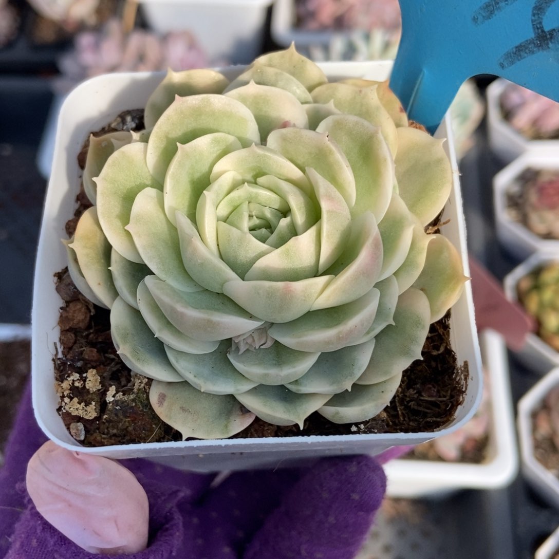 094昂锦多肉植物保护