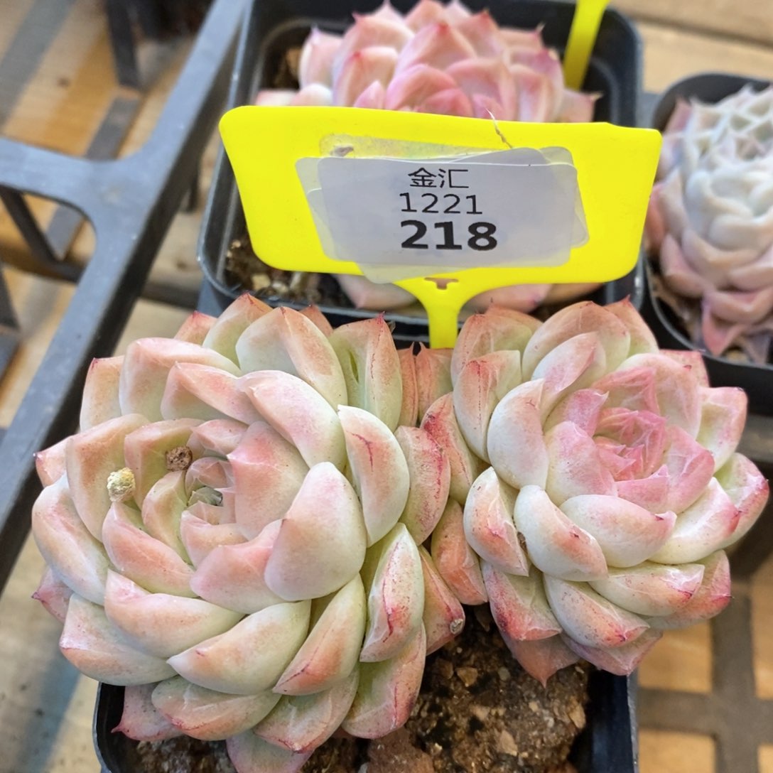 福利多多。1221218