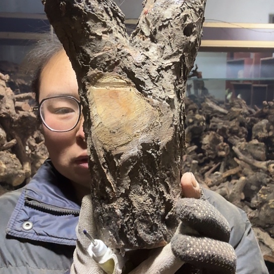 香榧木老****装火琉璃的毛料摆件