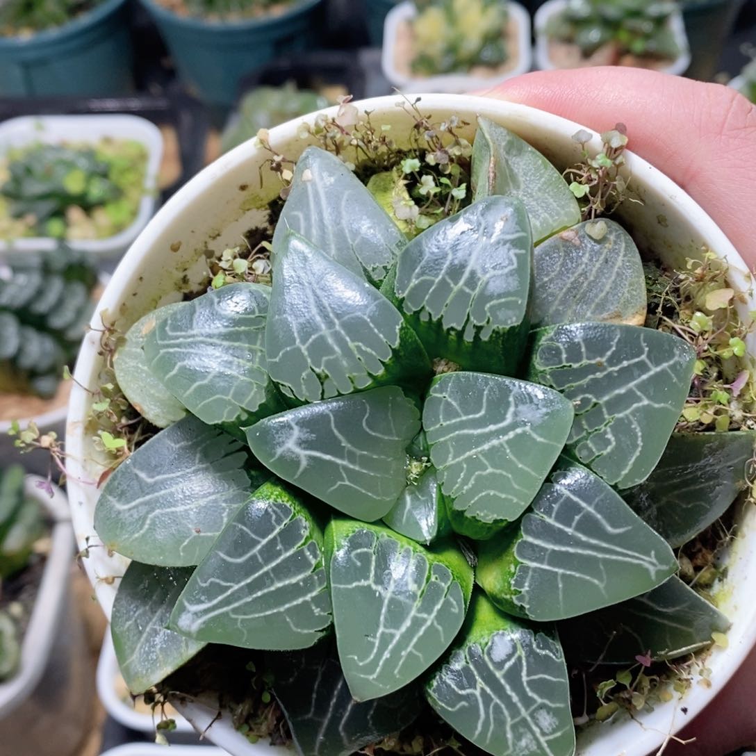 月影寿母本玉露多肉植物