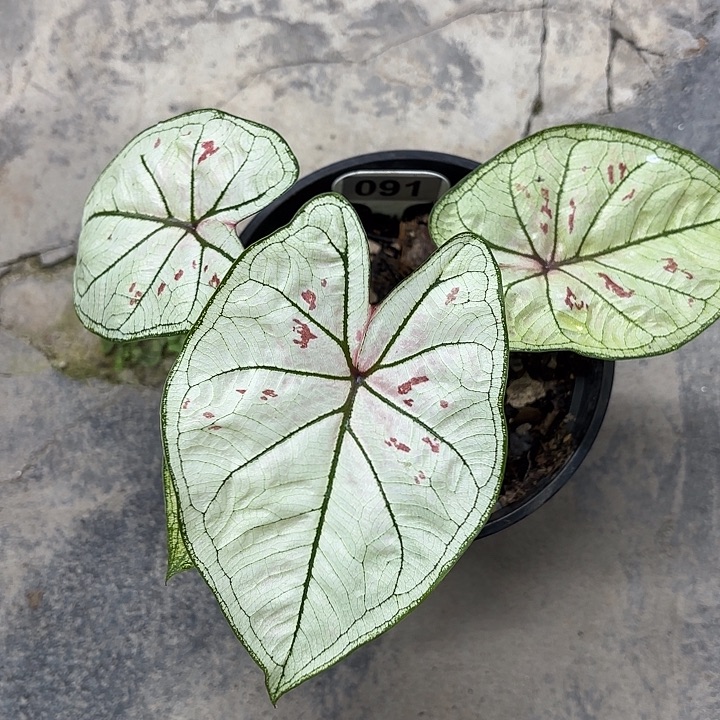 91-0224珠光草莓彩叶芋广东现货