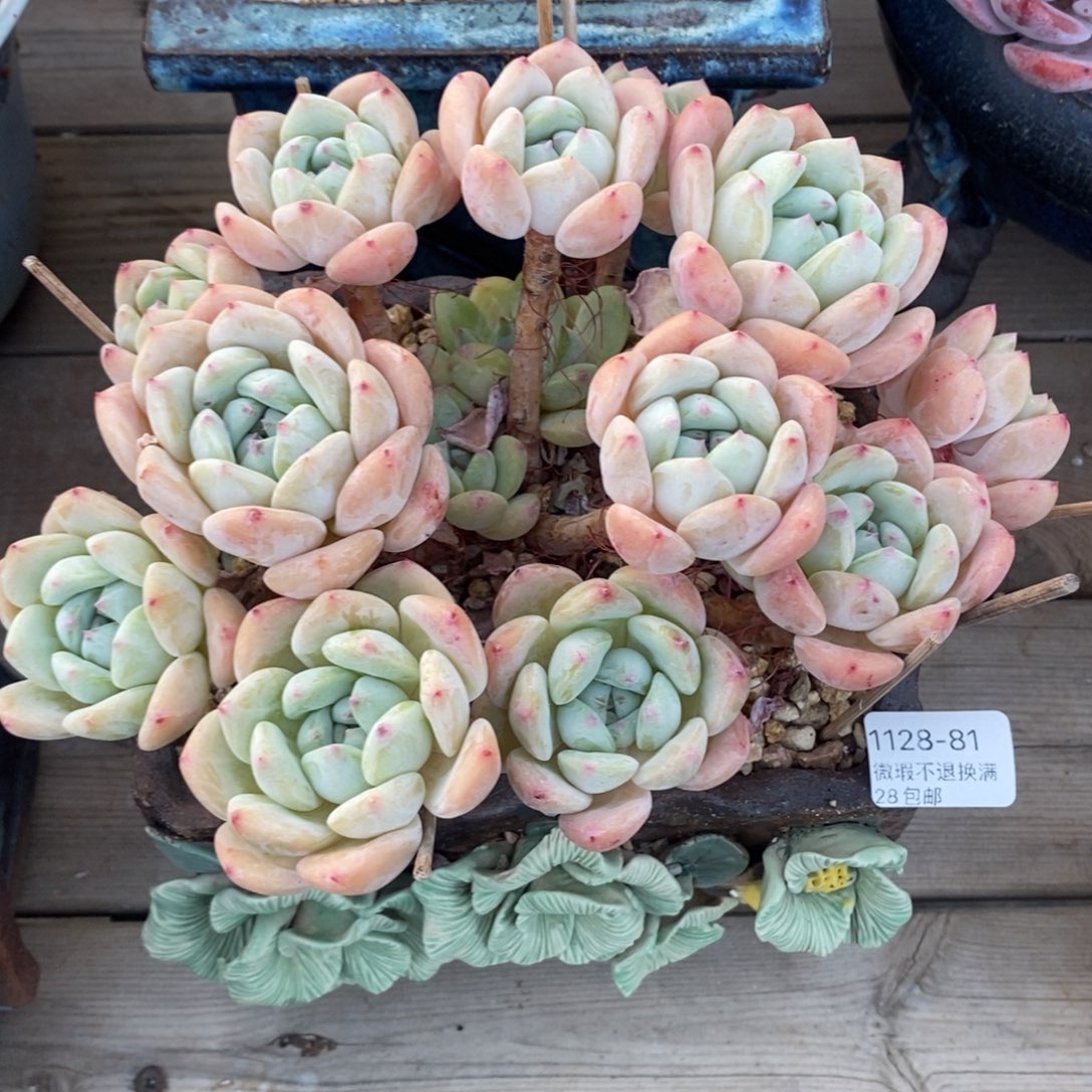 木***猫81号多肉大群漂亮