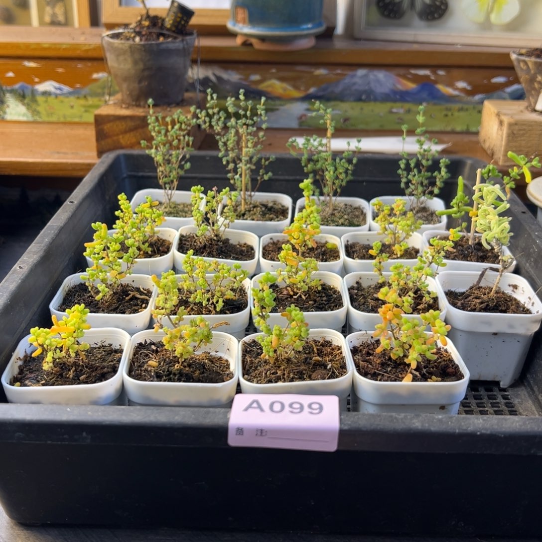 枝干番杏多肉植物099