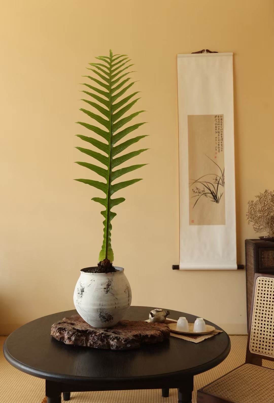   王冠蕨  室内耐阴大型蕨类植物一物一拍
