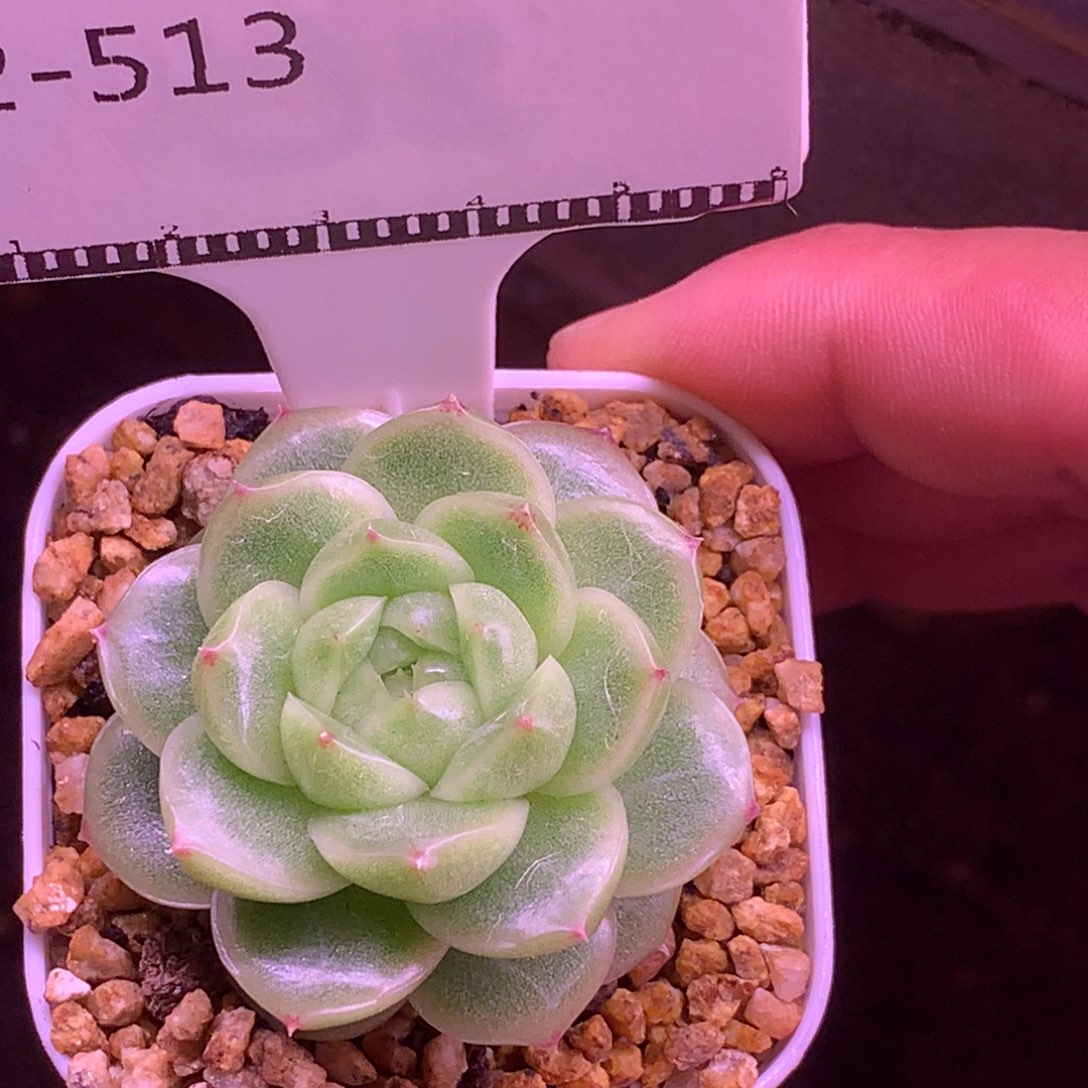 碧玉麦秆精品多肉