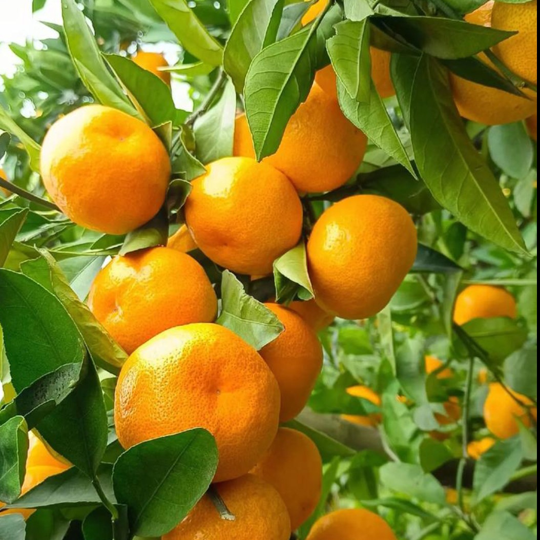 带叶蜜橘，自然熟