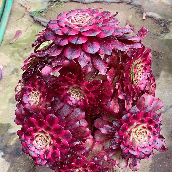 美姬啊啊啊啊啊AA