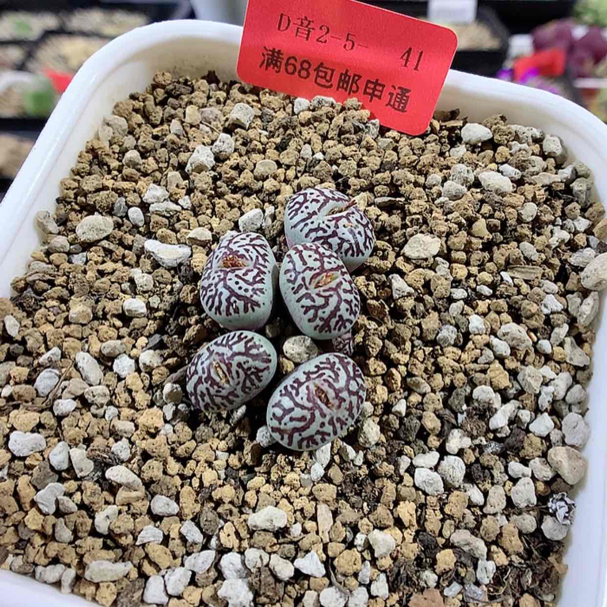 【闪购商品】2-5-41 墨小锥 40