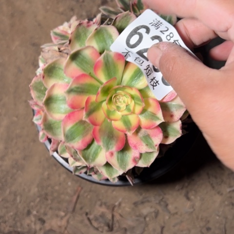 荔枝多肉植物法师6288