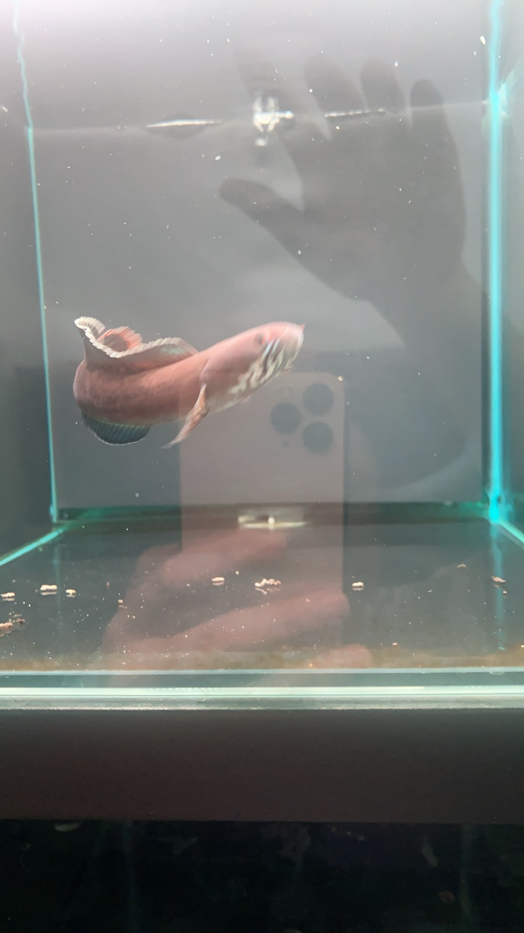 奶茶 8-9 公分，装态好，蓝帆