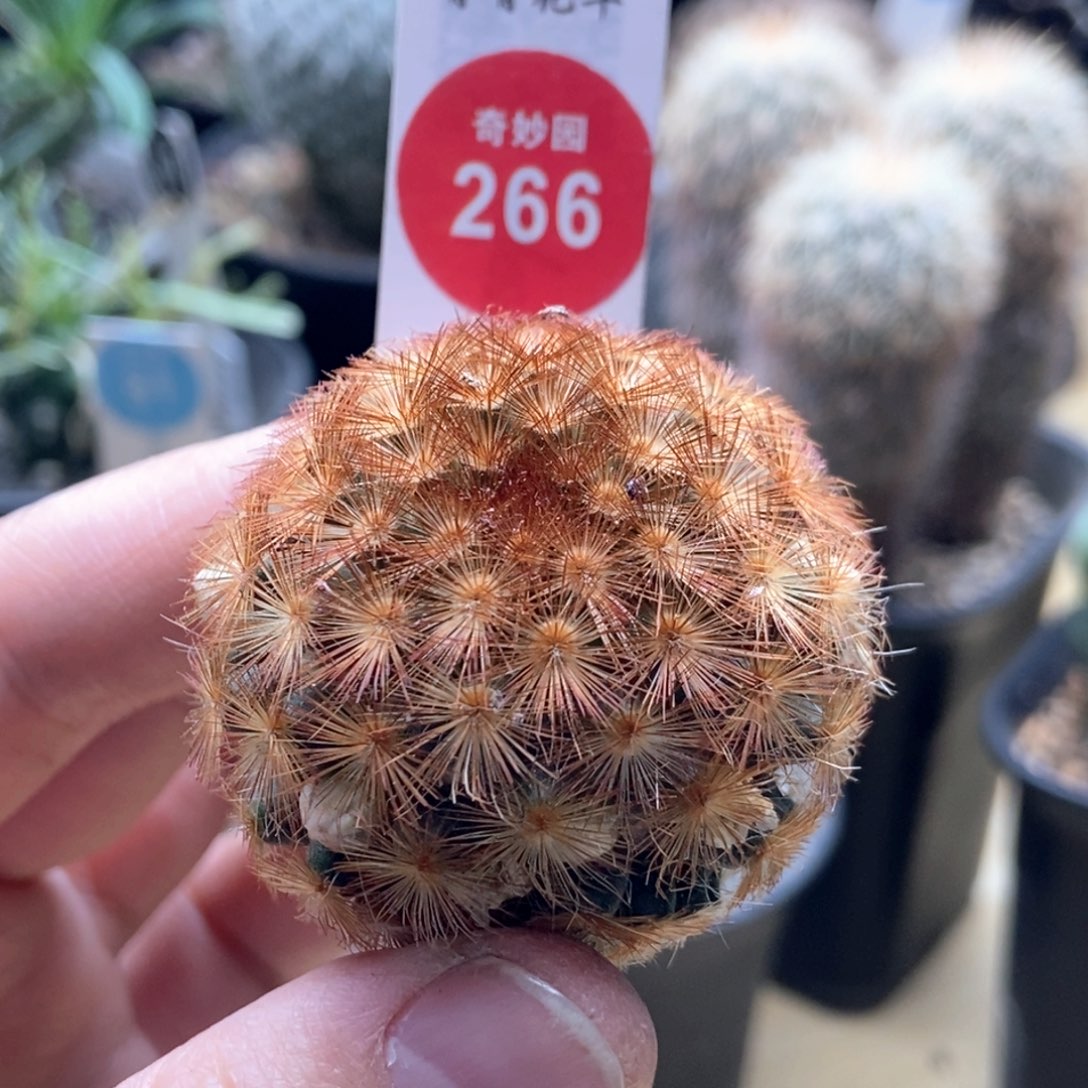 佛头嘉文丸一颗仙人球