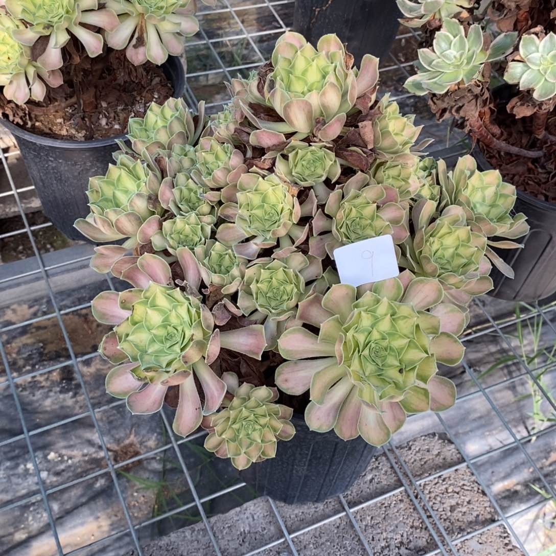 多肉植物组合拼盘9