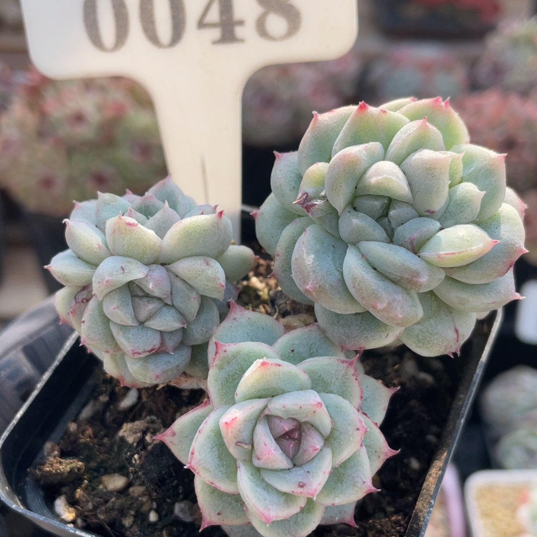 0048 椰子树7.3厘米