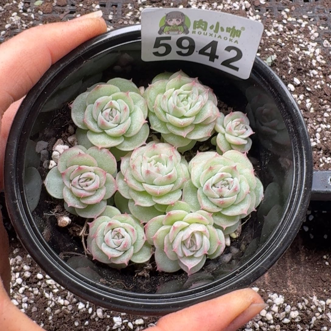 多肉植物多肉植物