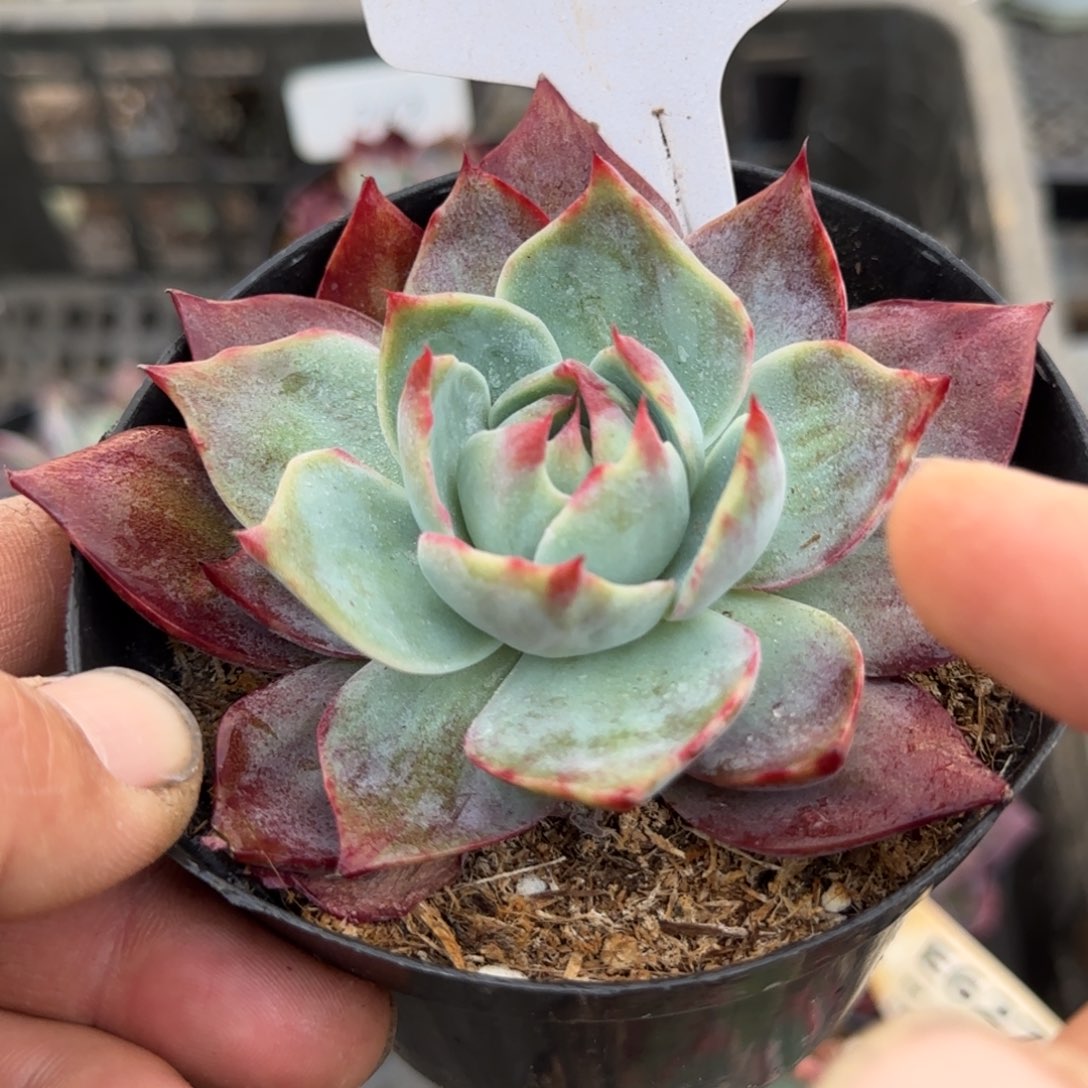 惊鸿一物一拍包装收缩花旱362