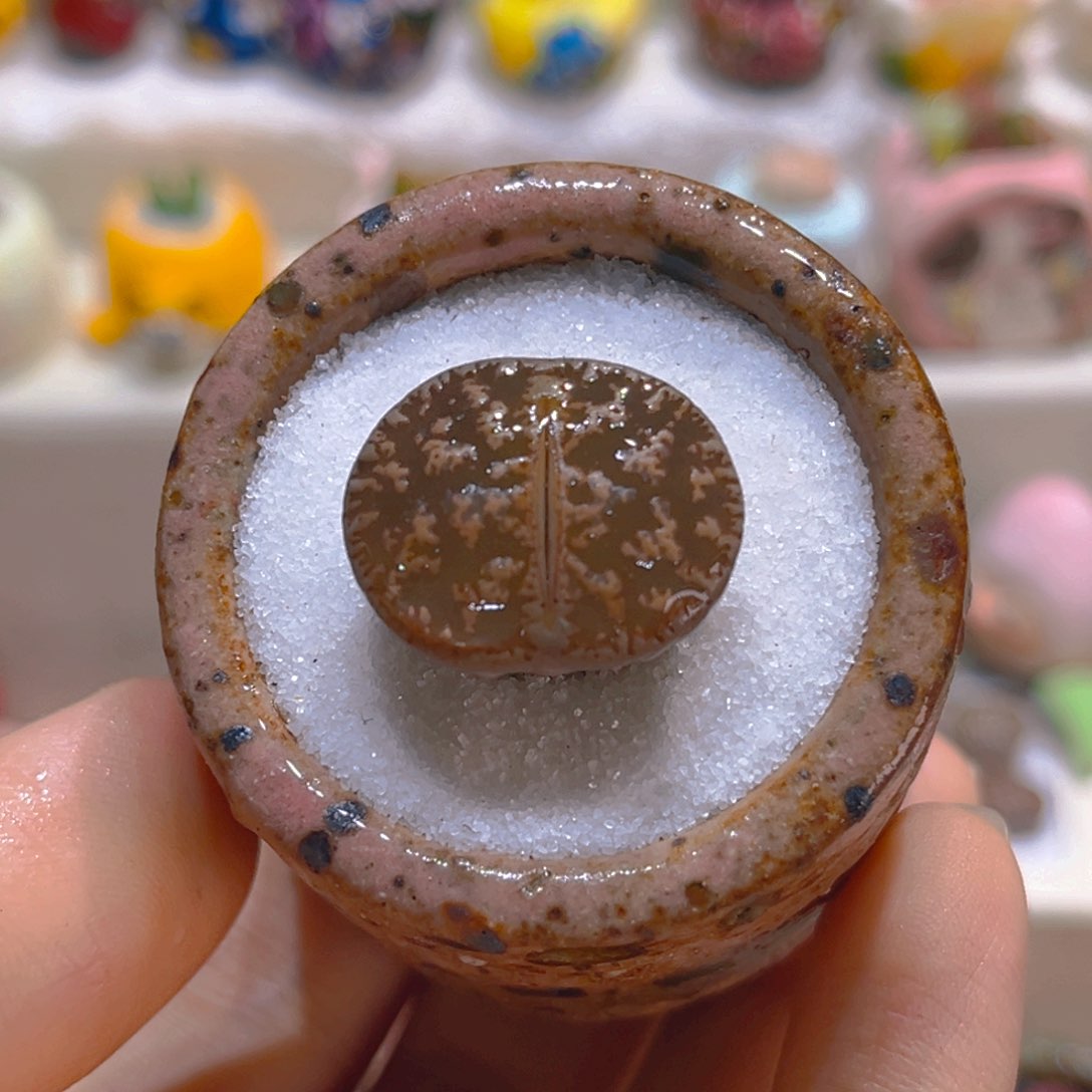 043黑变天带盆带土手工盆