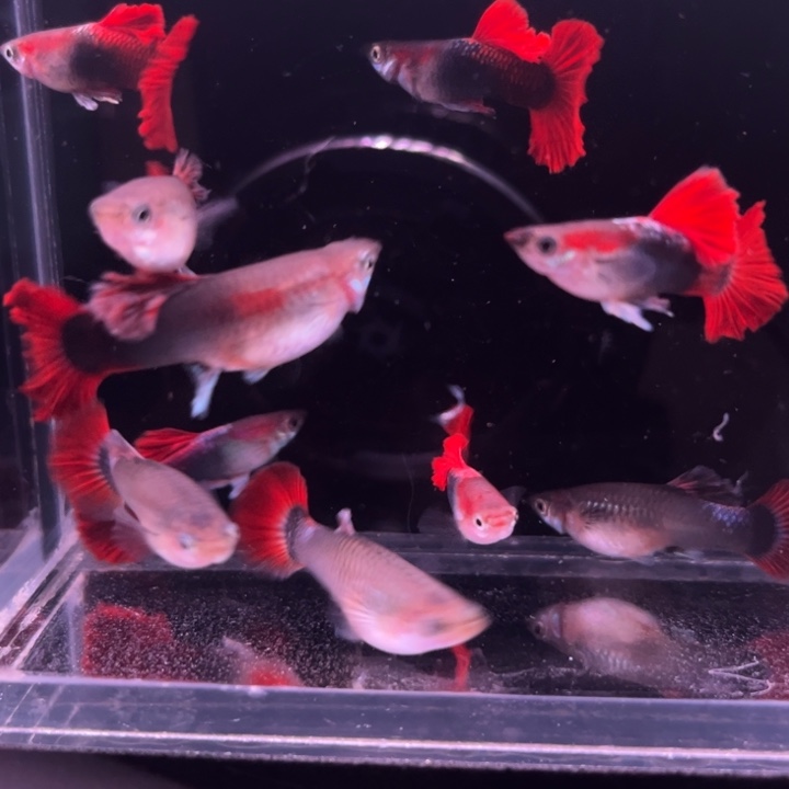 用***5孔雀鱼爆绒折扇压成10条