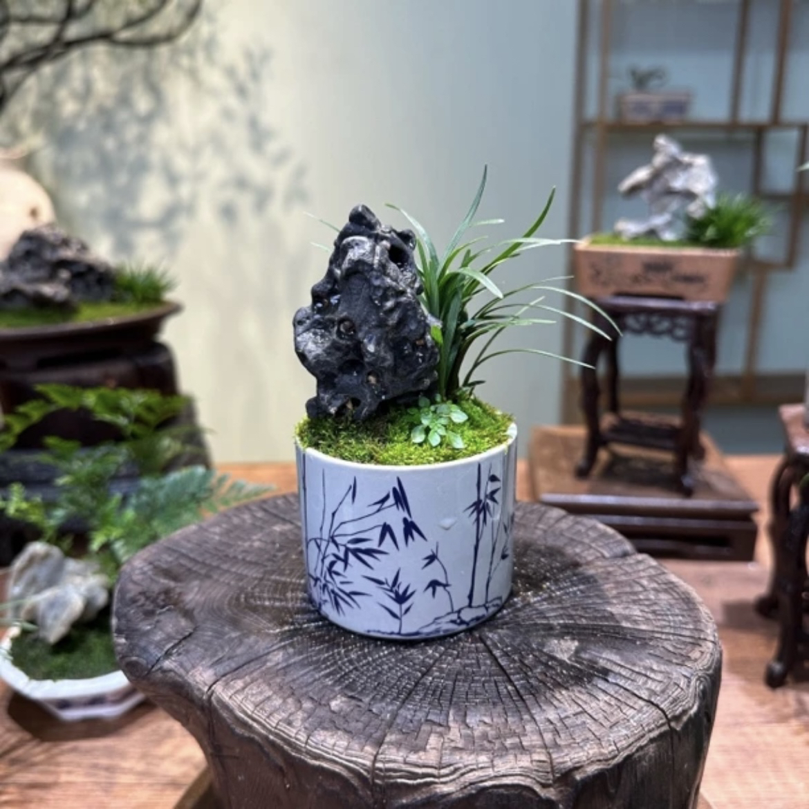 【玉龙草】附石桌面禅意茶桌小微盆景室内好养易活绿植花卉