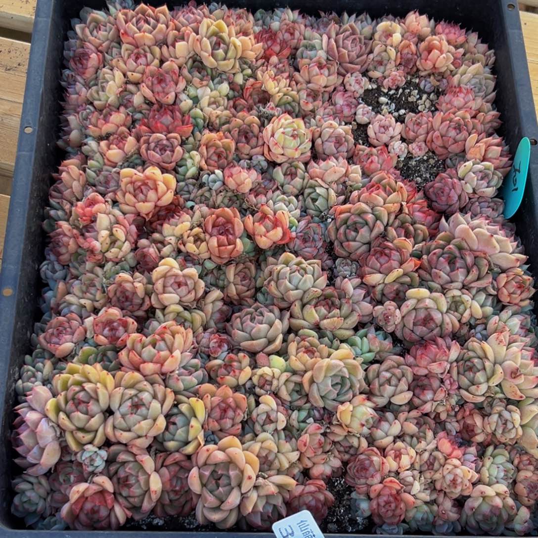 383多肉葡萄领导人的亲切