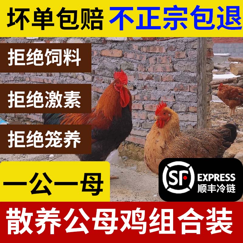 （2只）1年母鸡+1年公鸡组合装自然散养内脏净重5.5-6.5斤顺丰包邮