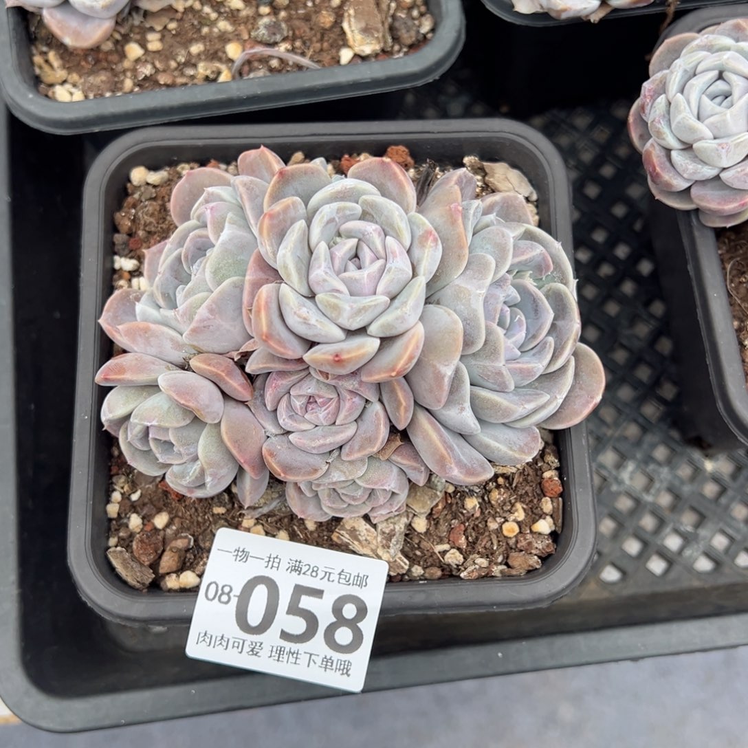 汉堡，多肉多肉多肉