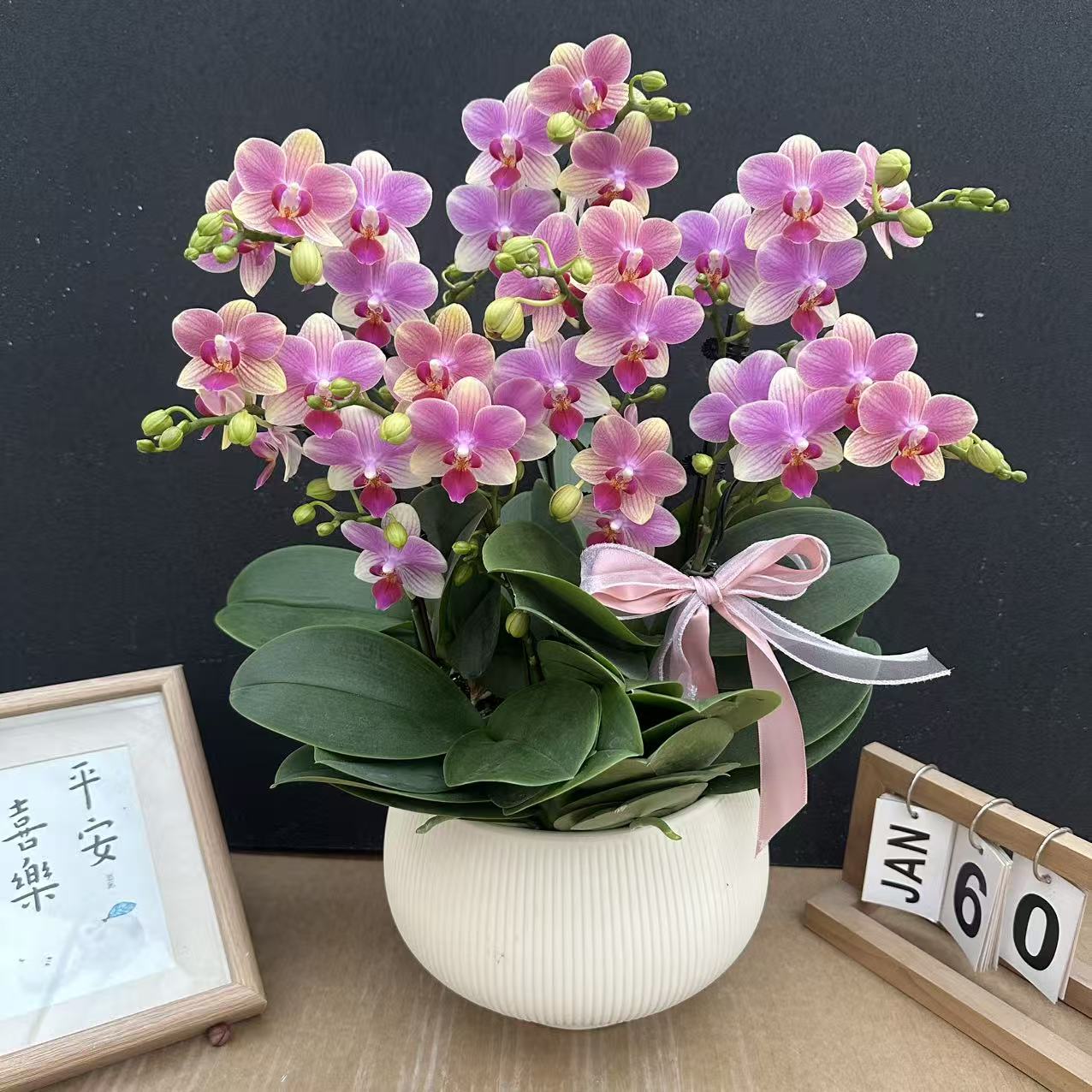 简香（夏日）高货蝴蝶兰精美艺术鲜花年宵花爆款鲜花花卉