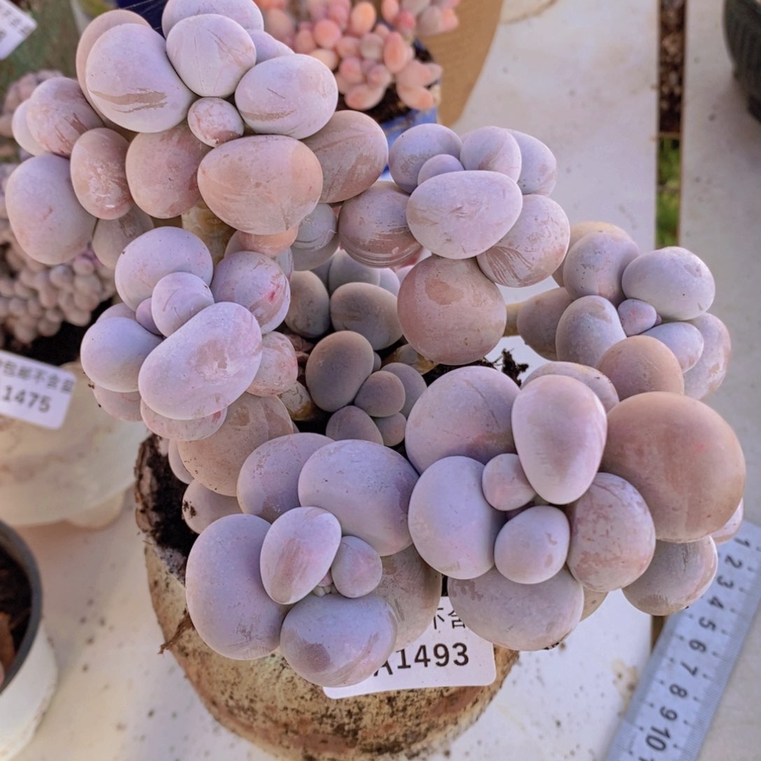 芭比奶洛15cm1493多肉植物
