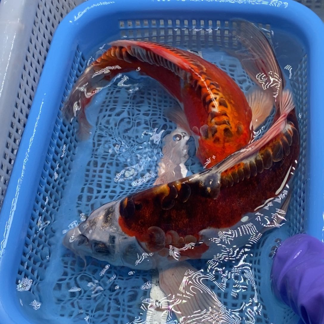 锦鲤冷水锦鲤包邮