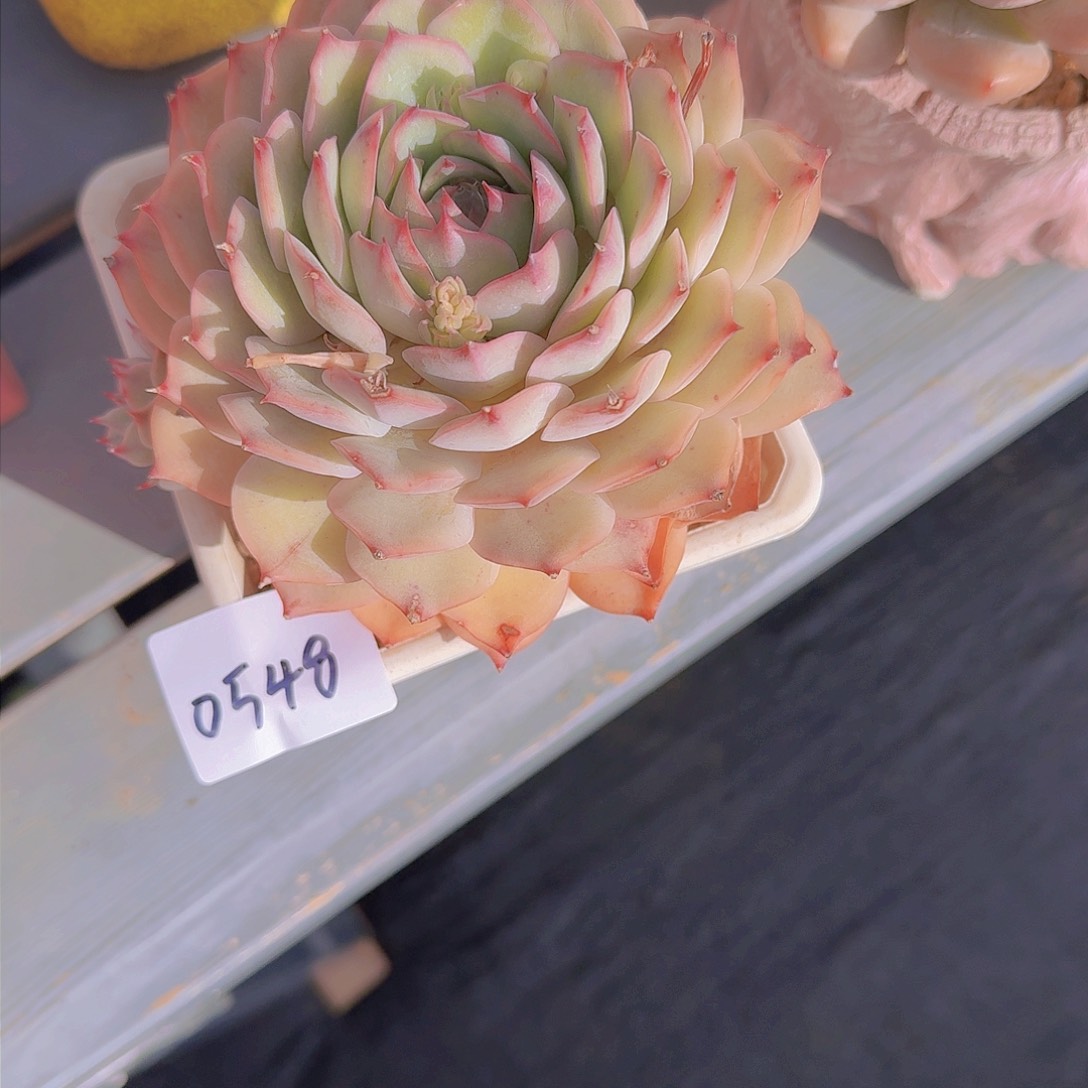 岁**?0548粉色提示多肉