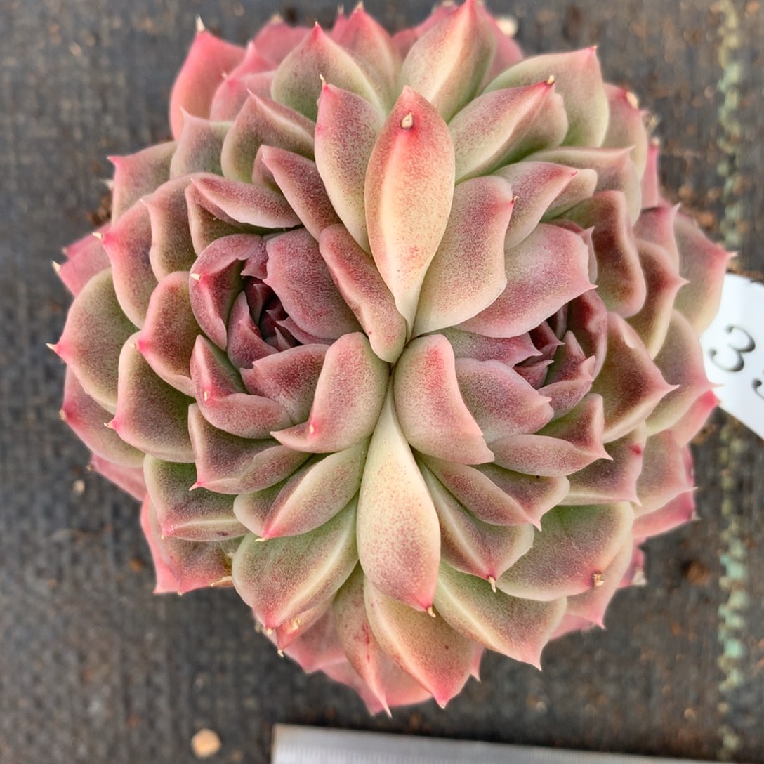 3357杂交精品基地8厘米