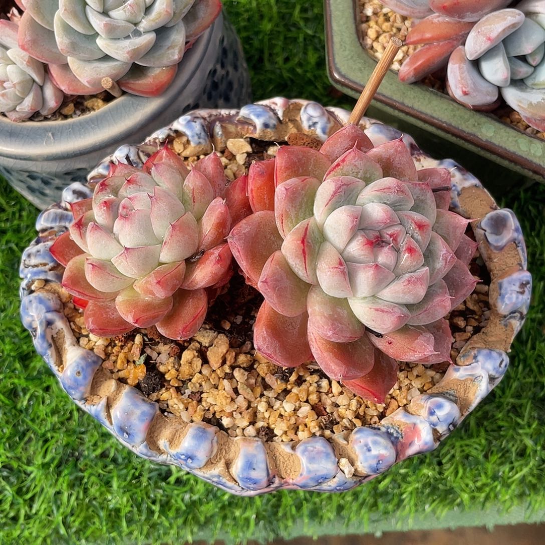 阿尔巴佳人群生多肉植物一物一拍