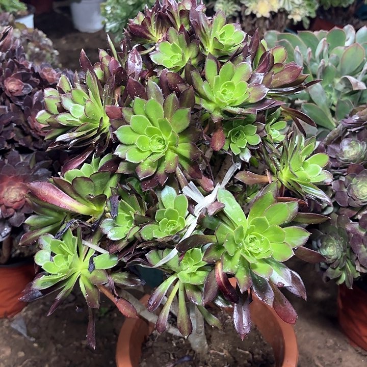 多肉植物法师绿剑24