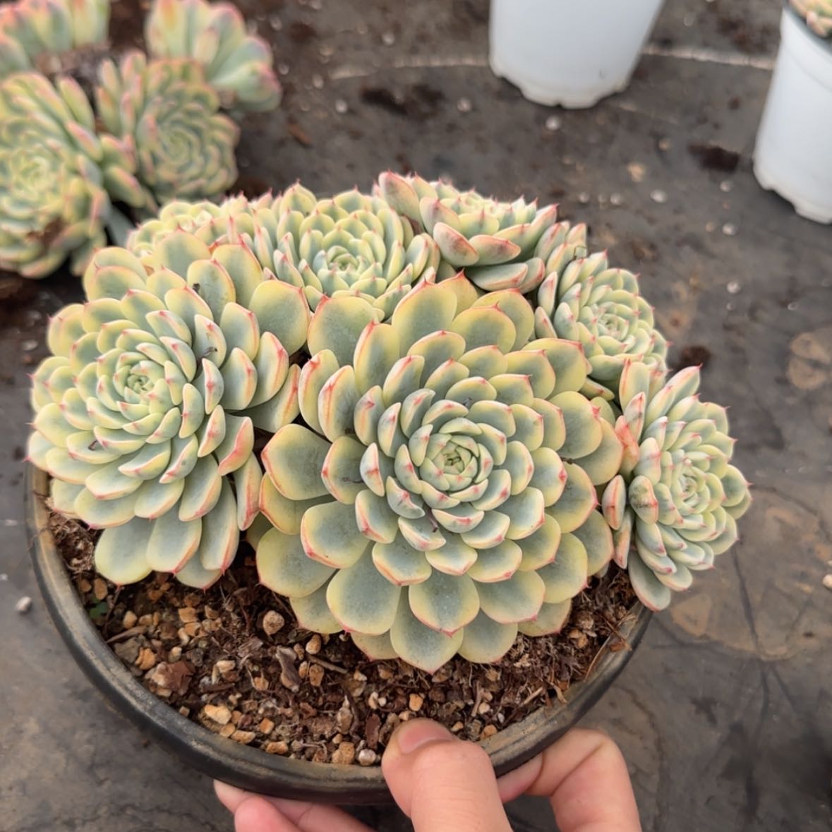 【闪购商品】大盆姬莲锦23.8