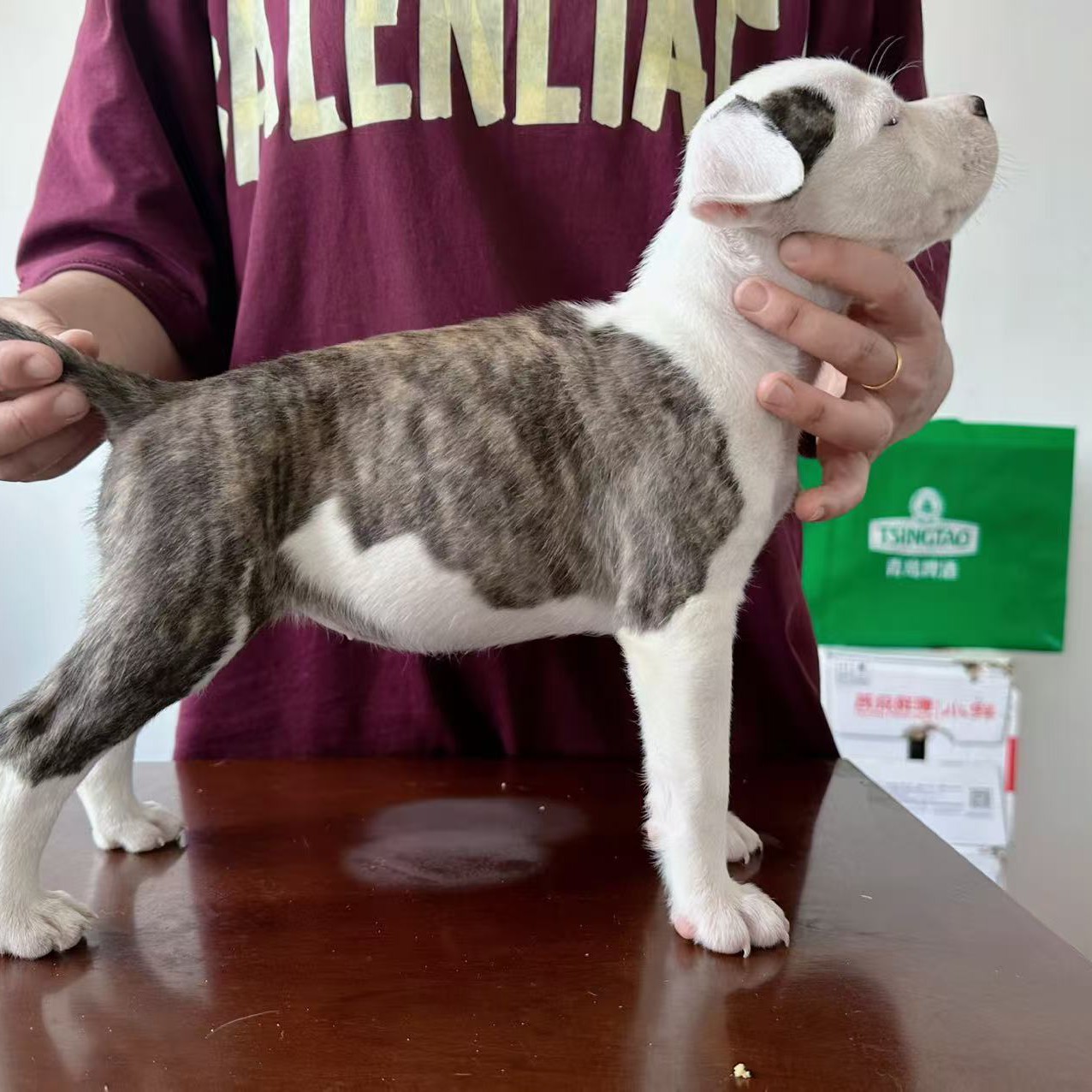 斯塔福幼犬下单链接