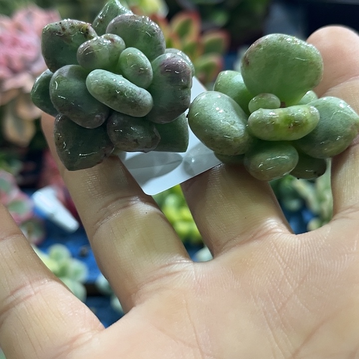 乖***502油煎丸子两个无根