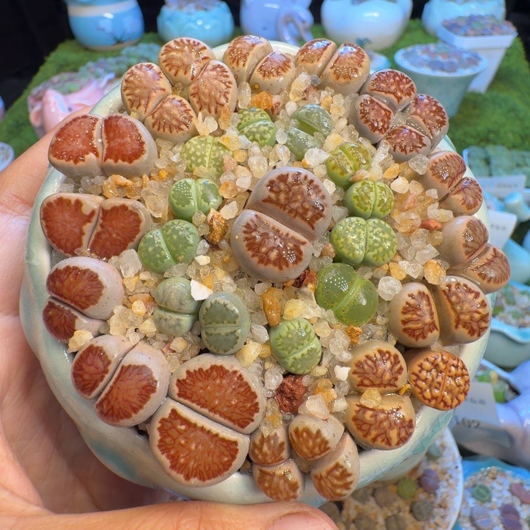 麒***火多肉植物福利冲1158