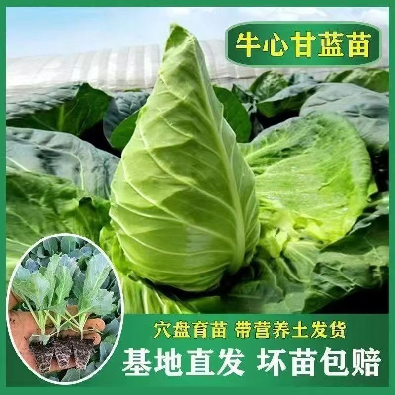 正宗牛心甘蓝秧苗尖头包心菜菜苗耐寒高产春秋种植四季蔬菜秧苗