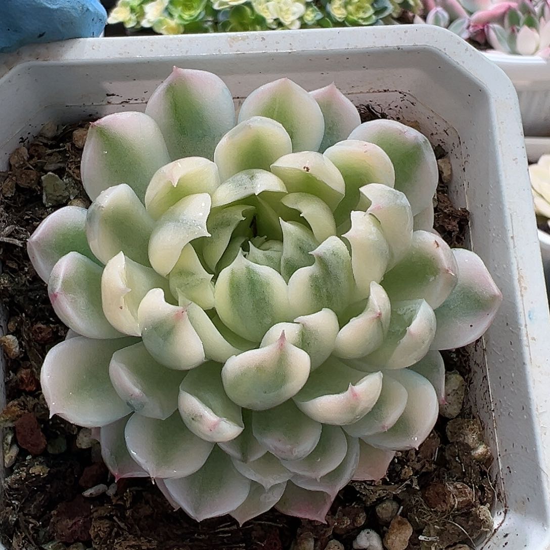 香草月影白锦，多肉植物